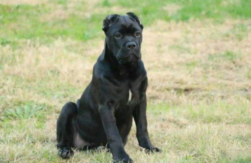 卡斯罗犬是哪个地方国家的？看过也就知道了(图3)