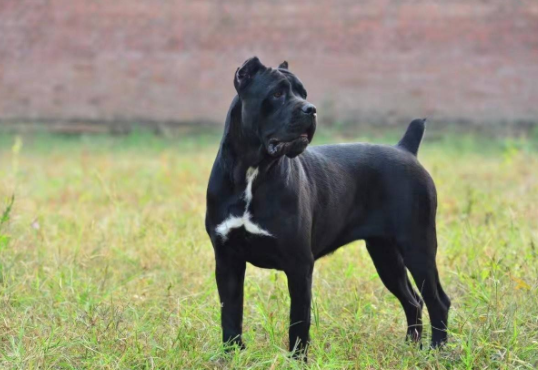 卡斯罗犬是哪个地方国家的？看过也就知道了(图2)