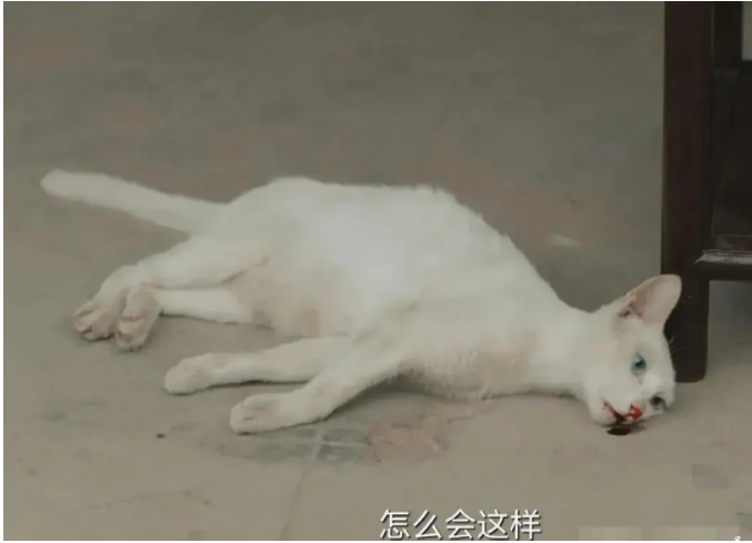 被淹死鹦鹉烧死猫 于正的剧组究竟有没有有多狠？(图1)