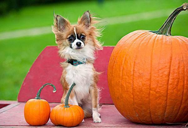 吉娃娃得了细密怎么办啊？要先真确的来如何处理(图2)