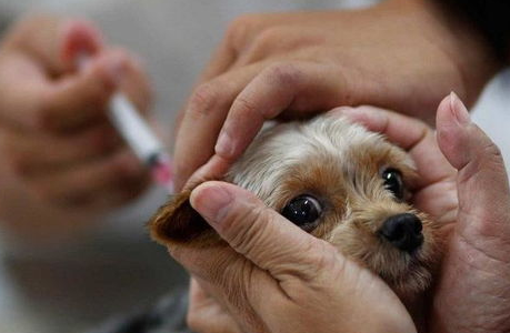 狗狗疫苗的快速有效时间能短短多久？(图1)