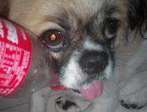 狗狗疫苗的快速有效时间能短短多久？(图2)