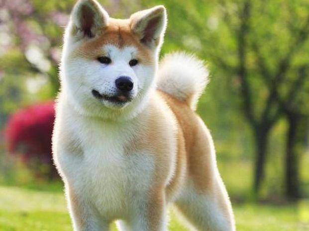 秋田犬厉害吗？别被它的外表所蛊惑了(图2)