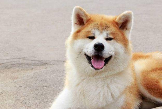 秋田犬厉害吗？别被它的外表所蛊惑了(图3)