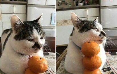 很讨厌橘皮却不抵抗猫咪对战橘子叠叠乐无奈(图1)