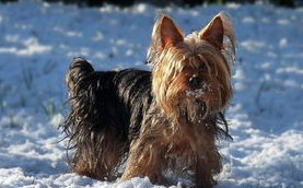 室外养狗特别注意什么？(图1)