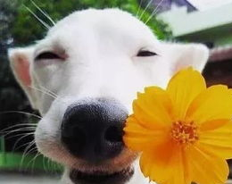 室外养狗特别注意什么？(图2)