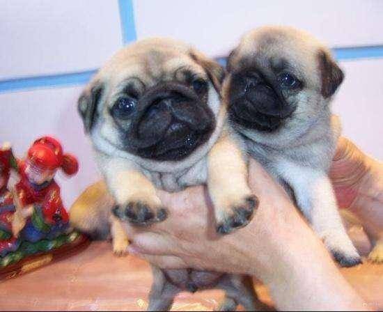 巴哥犬优缺点 请尽量这几个方面(图1)