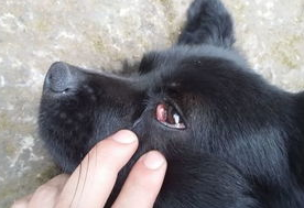 今日科普：狗狗的眼睛结构和视觉解析(图2)