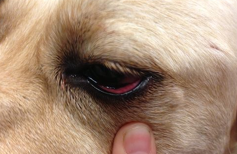 今日科普：狗狗的眼睛结构和视觉解析(图1)