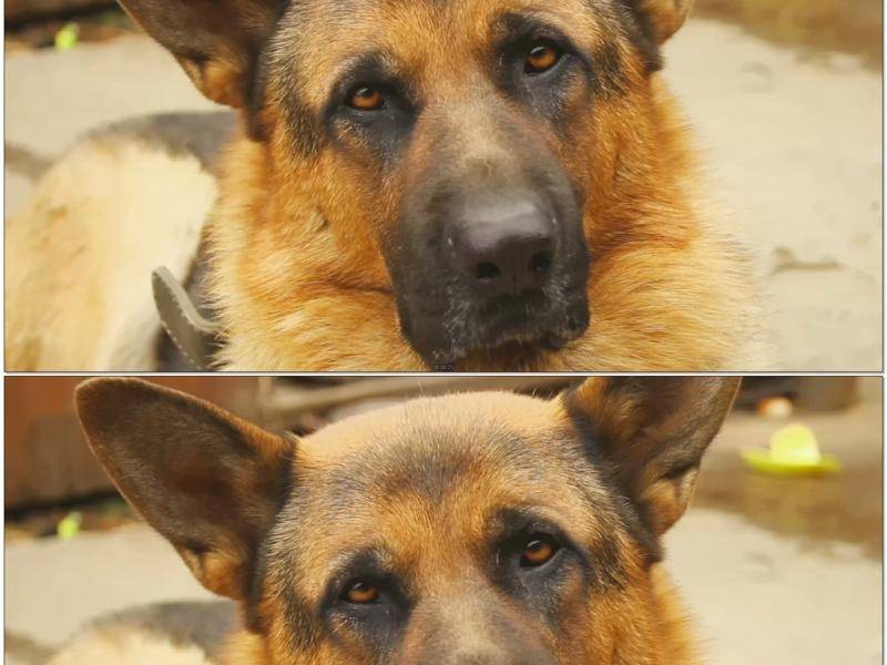 怎么样训练训练德牧 大狼狗一般也是要这样训(图1)