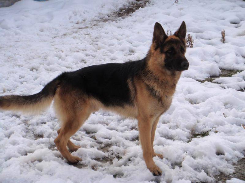 怎么样训练训练德牧 大狼狗一般也是要这样训(图3)