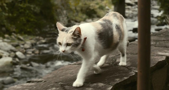 如果你在路边看到流浪猫 怎样做才是“正确之道”?(图2)