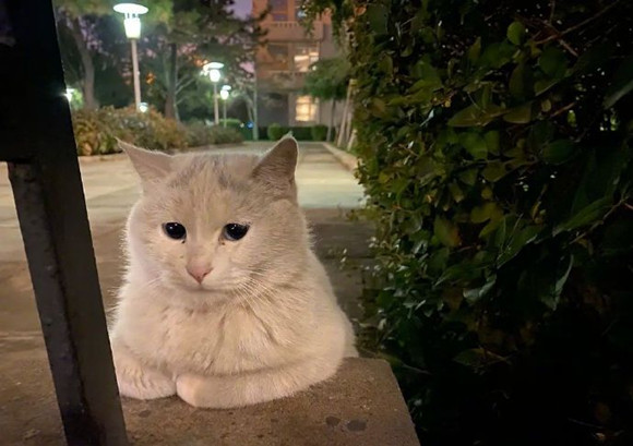 如果你在路边看到流浪猫 怎样做才是“正确之道”?(图1)