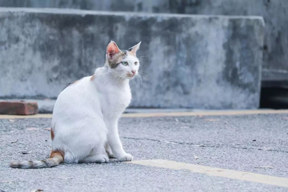 如果你在路边看到流浪猫 怎样做才是“正确之道”?(图3)