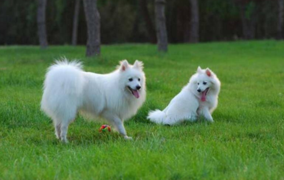 银狐犬吃什么？这些个食物都是上上之选(图1)