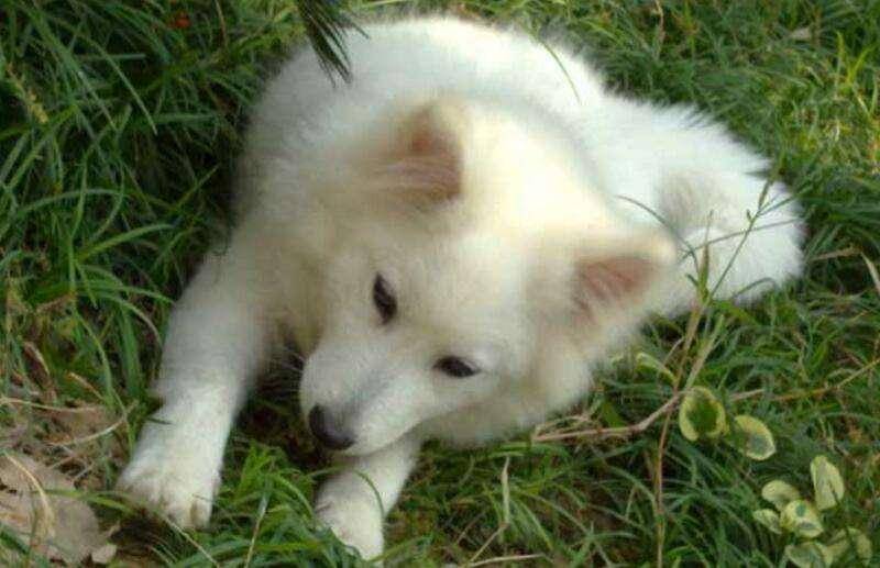 银狐犬吃什么？这些个食物都是上上之选(图2)