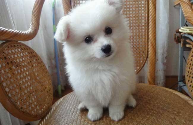 银狐犬吃什么？这些个食物都是上上之选(图3)