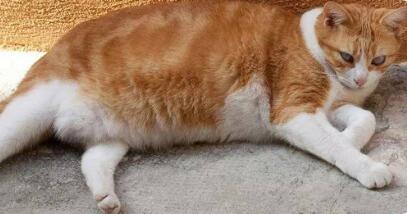 小区内被流浪猫抓伤 法院判喂猫业主赔偿！(图1)