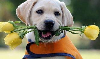 拉布拉多不乖乖听话怎末训练 最核心的几点在这里(图2)