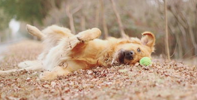 一文我告诉你 狗狗胃扭转会造成狗狗生命吗？(图1)