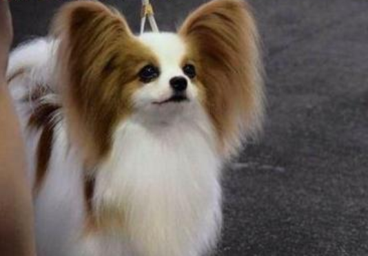 蝴蝶犬上吐下泻是有什么症状 大部分全是这个原因(图1)