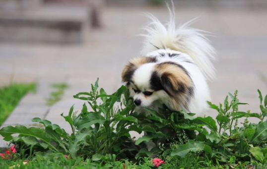 蝴蝶犬上吐下泻是有什么症状 大部分全是这个原因(图2)