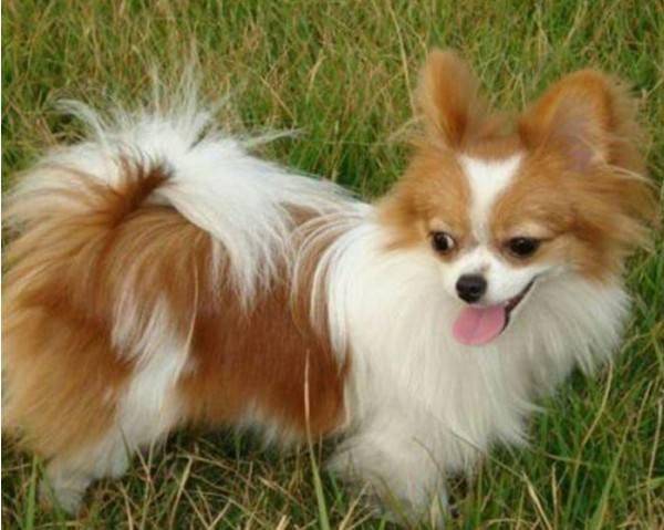 蝴蝶犬上吐下泻是有什么症状 大部分全是这个原因(图3)