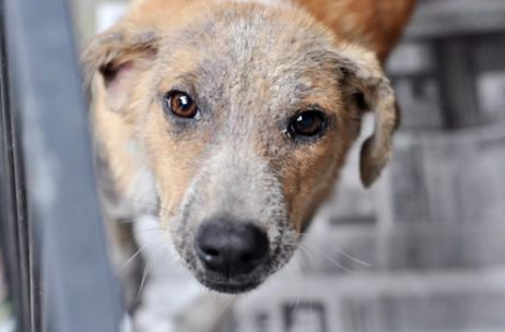 狗狗很容易患上的几种常见眼科疾病有哪些？不如来看一下吧(图1)