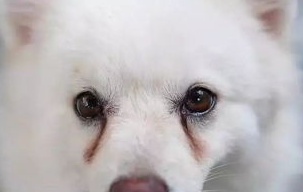 狗狗很容易患上的几种常见眼科疾病有哪些？不如来看一下吧(图2)