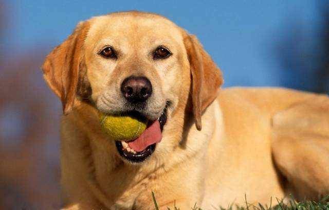 大白熊和拉布拉多的区别 别光看外表体型(图1)