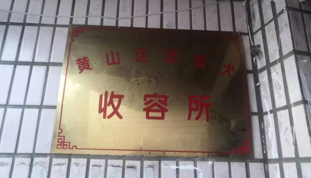 疫情当下 这个“傻”大姐 用十余载守护一方猫狗！(图2)