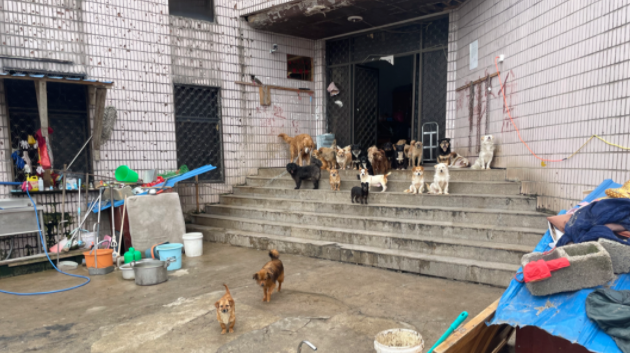 疫情当下 这个“傻”大姐 用十余载守护一方猫狗！(图4)