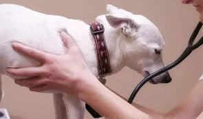 什么是犬细小病毒性肠炎？(图1)