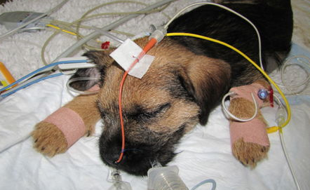 什么是犬细小病毒性肠炎？(图2)