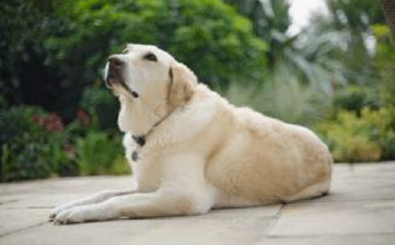 拉布拉多怀孕了尽量什么好事项 这几点更何况当心(图1)