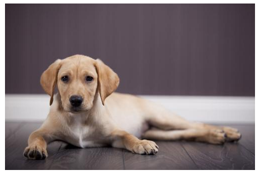 拉布拉多发育期吃什么食物 那些个食物比较好适合(图2)