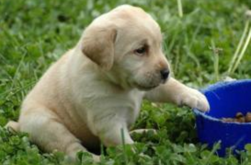 拉布拉多发育期吃什么食物 那些个食物比较好适合(图3)