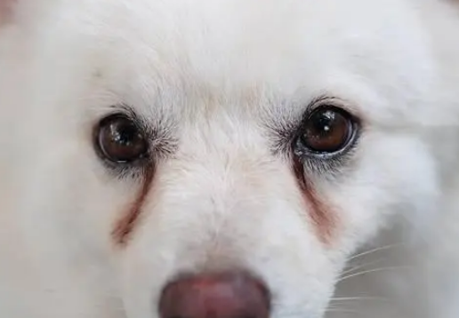 小狗狗眼屎咋办呢？什么好原因？(图2)