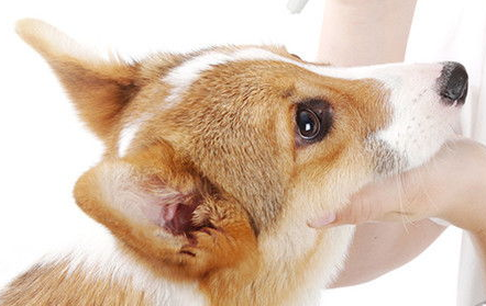 小狗狗眼屎咋办呢？什么好原因？(图1)