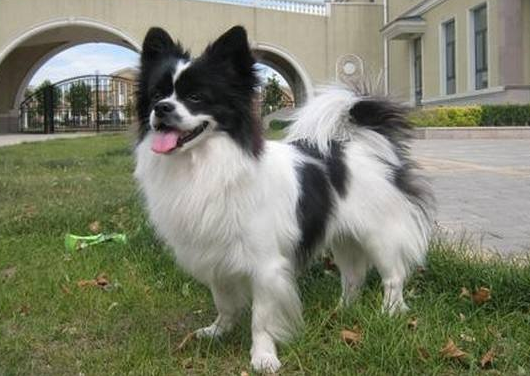 蝴蝶犬可以吃狗粮吗？据自身的情况可以不那样来(图2)