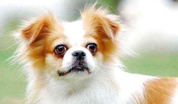 蝴蝶犬可以吃狗粮吗？据自身的情况可以不那样来(图3)