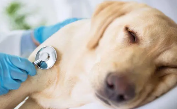 狗疱疹病毒感染的症状？(图1)