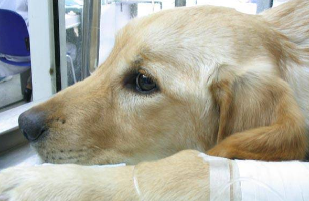 狗疱疹病毒感染的症状？(图2)