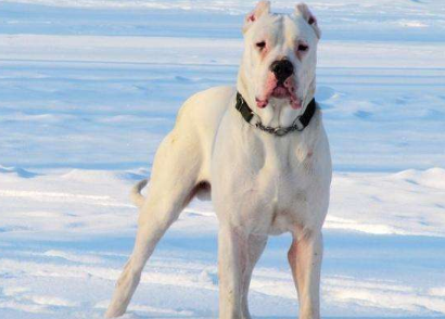 养杜高犬什么危险吗 望着凶不代表凶(图1)