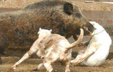 养杜高犬什么危险吗 望着凶不代表凶(图2)