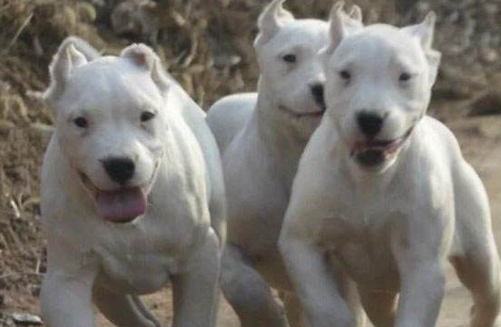 养杜高犬什么危险吗 望着凶不代表凶(图3)