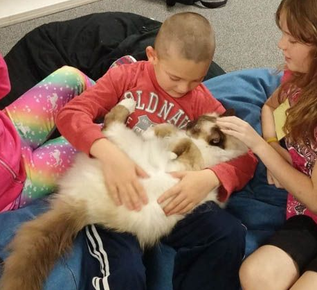 治疗猫陪在身边小朋友大声朗读书籍陪伴在身边孩子们克服障碍！(图3)