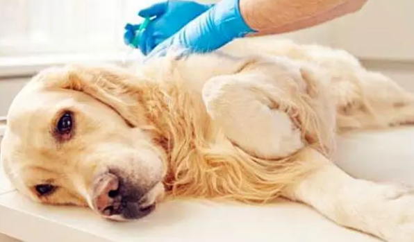 是什么东西黑色棘皮症？(图2)