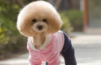 黄色贵宾犬多少钱一只 价格区间在这里(图1)